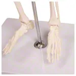 Mini-Skelett inkl. Stativ, 80 cm