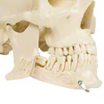 Anatomisches Modell Schdel, 4-tlg.