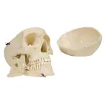 Anatomisches Modell Schdel, 4-tlg.
