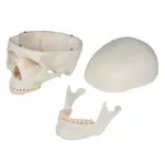 Abbildung zeigt Anatomisches Modell Schdel, 4-tlg.