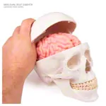 Abbildung zeigt Anatomisches Modell Schdel, 4-tlg.
