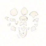 Anatomisches Modell Steckschdel, 18-tlg., wei