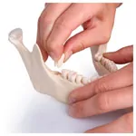 Abbildung zeigt Anatomisches Modell Stecksch�del, 18-tlg., wei�
