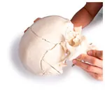 Abbildung zeigt Anatomisches Modell Stecksch�del, 18-tlg., wei�