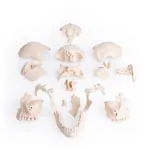 Abbildung zeigt Anatomisches Modell Stecksch�del, 18-tlg., wei�
