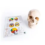 Abbildung zeigt Anatomisches Modell Stecksch�del, 18-tlg., wei�