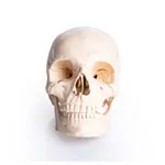 Abbildung zeigt Anatomisches Modell Stecksch�del, 18-tlg., wei�