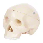 Anatomisches Modell Mini-Schdel, 3-tlg.