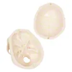 Anatomisches Modell Mini-Schdel, 3-tlg.
