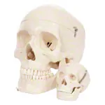 Anatomisches Modell Mini-Schdel, 3-tlg.
