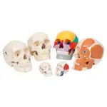 Anatomisches Modell Mini-Schdel, 3-tlg.