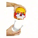 Anatomisches Modell Steckschdel, 18-tlg., bunt