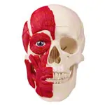 Abbildung zeigt Anatomisches Modell Schdel mit Muskel, 3-tlg.
