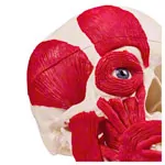 Abbildung zeigt Anatomisches Modell Schdel mit Muskel, 3-tlg.