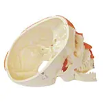 Anatomisches Modell Schdel mit Muskel, 3-tlg.