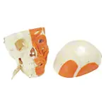 Anatomisches Modell Schdel mit Muskel, 3-tlg.