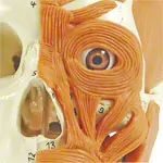 Anatomisches Modell Schdel mit Muskel, 3-tlg.