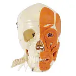 Anatomisches Modell Schdel mit Muskel, 3-tlg.