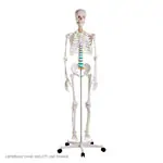 Abbildung zeigt Rollstativ-Unterteil fr Ganzkrperskelette