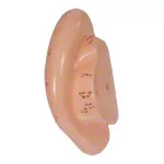 Akupunkturmodell Ohr, LxB 22x10 cm