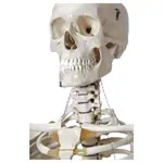 Skelett Standard inkl. Stativ, 180 cm
