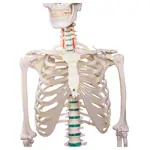Abbildung zeigt Skelett Standard inkl. Stativ, 178 cm