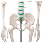 Abbildung zeigt Skelett Standard inkl. Stativ, 178 cm