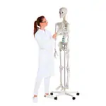 Abbildung zeigt Skelett Standard inkl. Stativ, 178 cm