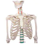 Skelett Standard inkl. Stativ, 180 cm