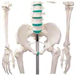 Skelett Standard inkl. Stativ, 180 cm
