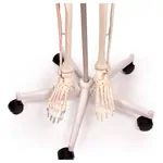 Abbildung zeigt Skelett mit Muskeldarstellung inkl. Stativ