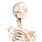 Abbildung zeigt Skelett mit Muskeldarstellung inkl. Stativ