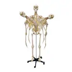 Skelett inkl. Stativ, 180 cm, flexibel
