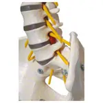 Skelett inkl. Stativ, 180 cm, flexibel