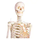 Abbildung zeigt Skelett inkl. Stativ, 176 cm, flexibel