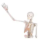 Abbildung zeigt Skelett mit Muskeldarstellung inkl. Stativ, flexibel