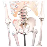 Abbildung zeigt Skelett mit Muskeldarstellung inkl. Stativ, flexibel