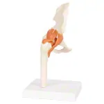Anatomisches Modell Hftgelenk, LxBxH 17x17x23 cm