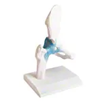 Abbildung zeigt H�ftgelenk, LxBxH 22x30x20 cm