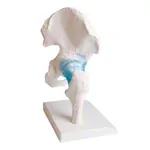 Abbildung zeigt H�ftgelenk, LxBxH 22x30x20 cm