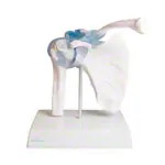Abbildung zeigt Schultergelenk, LxBxH 17x17x23 cm