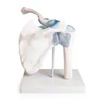 Abbildung zeigt Schultergelenk, LxBxH 17x17x23 cm