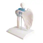 Abbildung zeigt Schultergelenk, LxBxH 17x17x23 cm