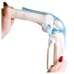 Anatomisches Modell Kniegelenk, LxBxH 13x13x40 cm