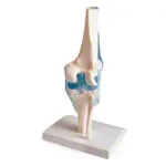 Anatomisches Modell Kniegelenk, LxBxH 13x13x40 cm
