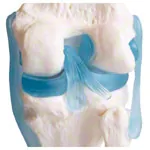Anatomisches Modell Kniegelenk, LxBxH 13x13x40 cm