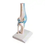 Anatomisches Modell Kniegelenk, LxBxH 13x13x40 cm