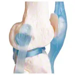 Anatomisches Modell Kniegelenk, LxBxH 13x13x40 cm
