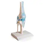Anatomisches Modell Kniegelenk, LxBxH 13x13x40 cm