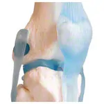 Anatomisches Modell Kniegelenk, LxBxH 13x13x40 cm